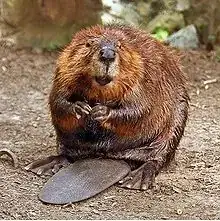 beaver. member of the Rodentia family of mammals