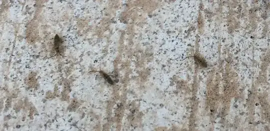 Termites?
