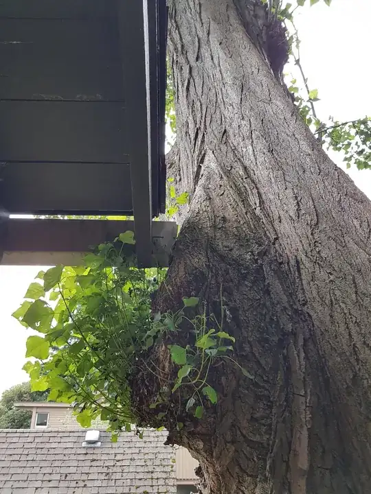 This tree is growing into the gutter.
