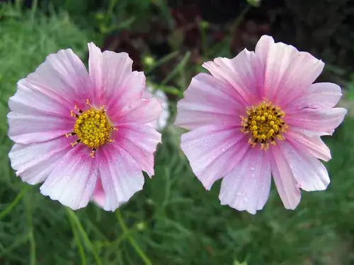Late cosmos in bloom