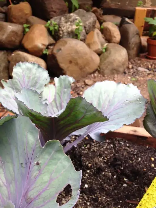 hole I just discovered in the leaf of this otherwise very healthy Cabbage