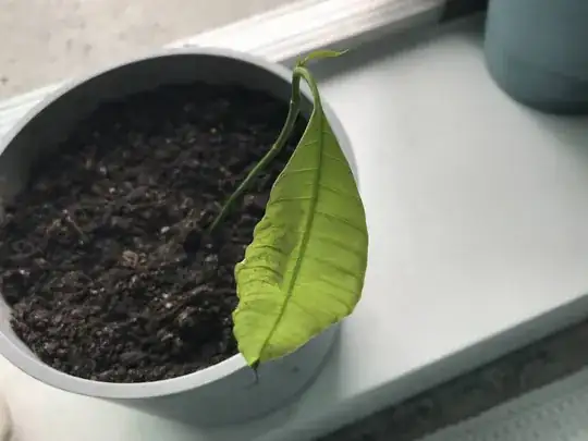 The mango tree as of today