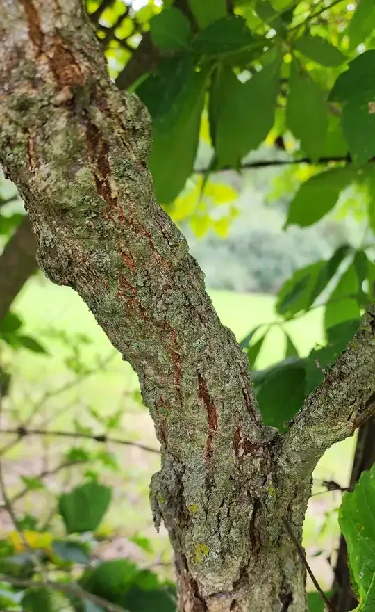 mystery tree bark