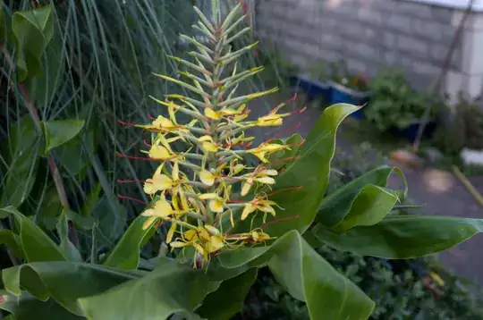 Single Flower perhaps banana plant