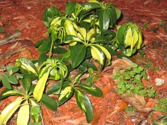 Variegated Arboricola