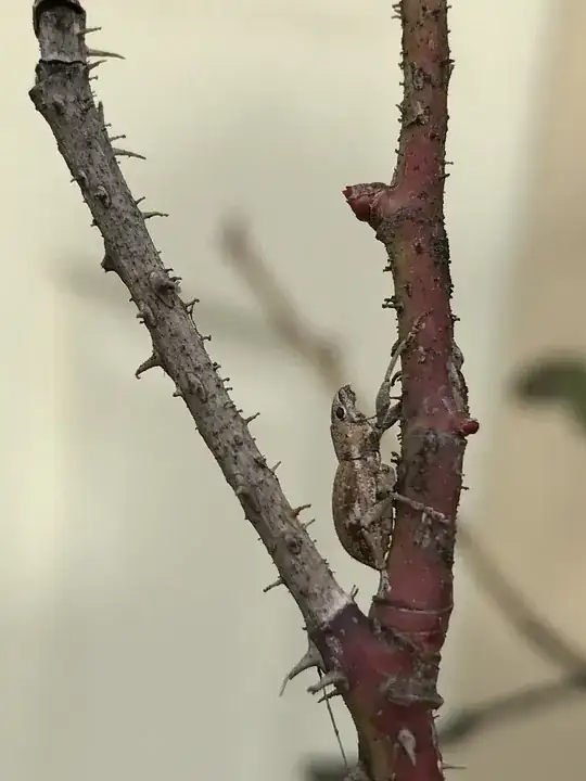 Unidentified Insect on Rose Bush, note no scales present.