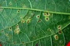 Aphids in chilli flower