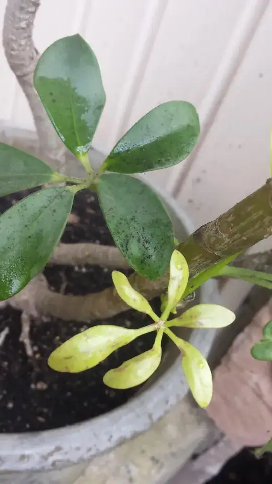 close-ups of schefflera spotting