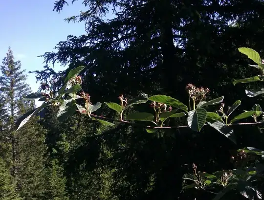 shrub's larger cousin