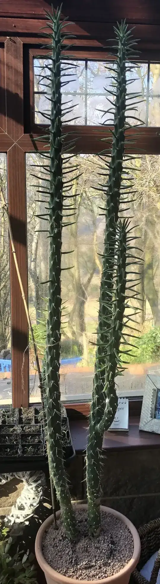 Cactus
