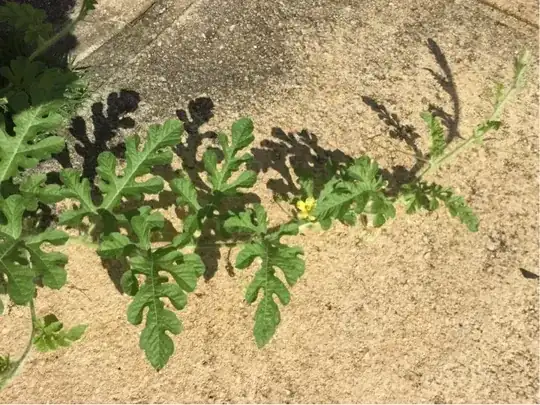 Vine on sidewalk