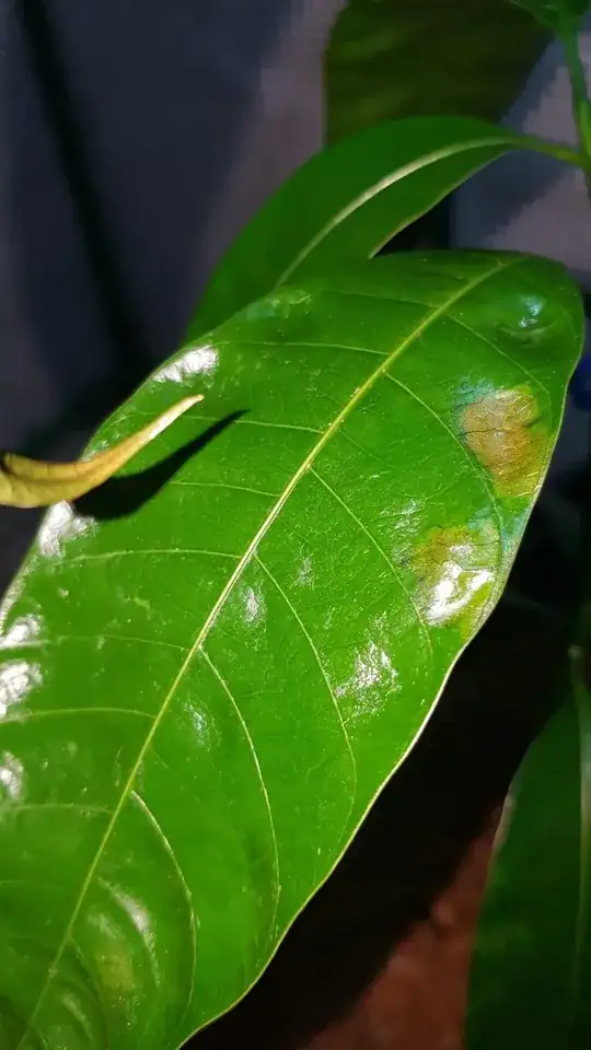 Browning and curling of leaves