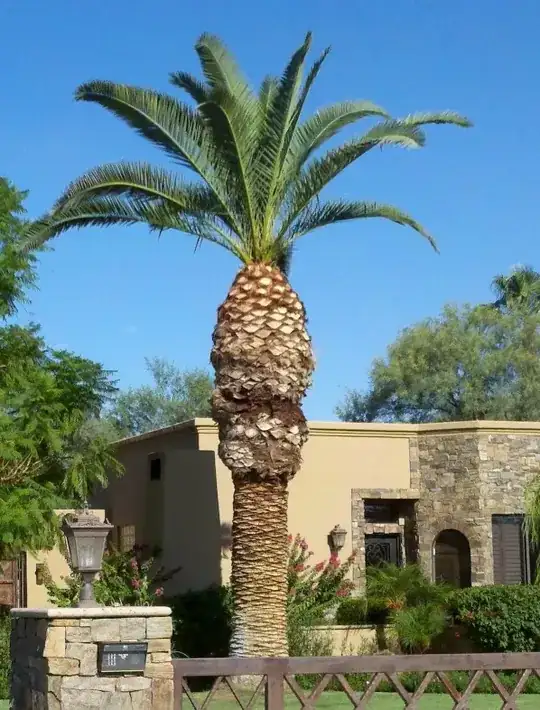 Palm Tree 2