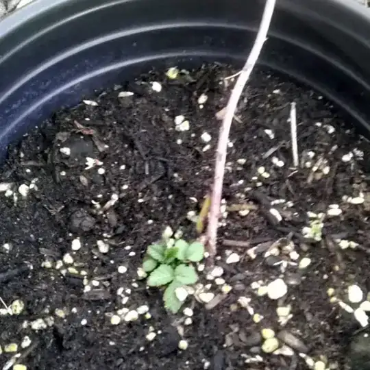 Tip Layered Raspberry