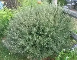 Blue Arctic Willow Shrub