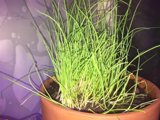 Onion chive seedlings in 6 inch pot