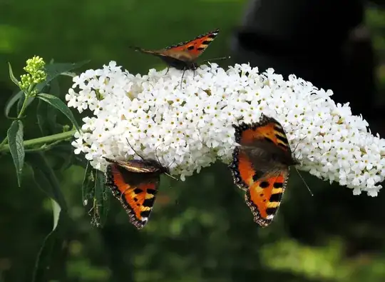 Butterflies
