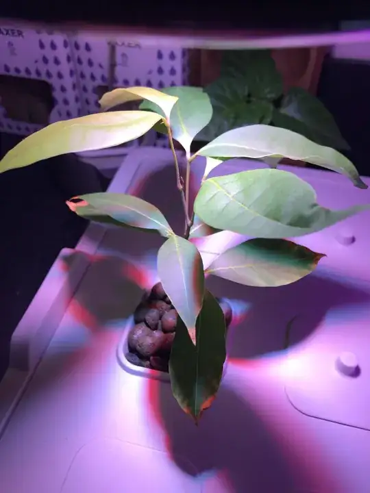 Here is a look at the plant