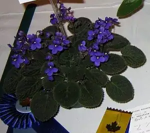 Saintpaulia velutina