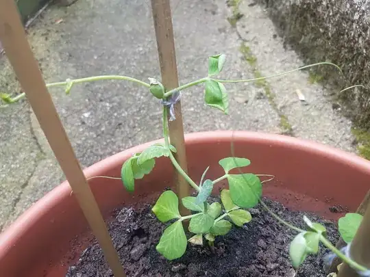 Upper leaves of plant 1