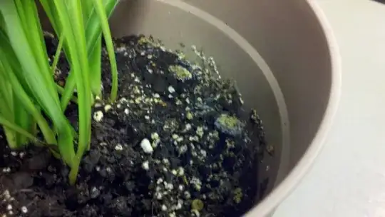 Photo of plant and mold