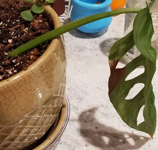monstera in soil