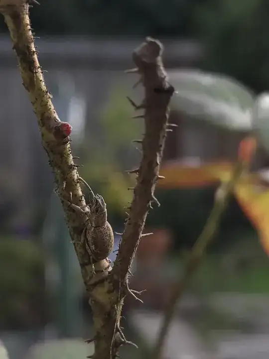 Unidentified Insect on Rose Bush, note no scales present.