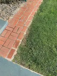 border of grass keeps dying