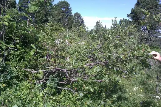 how it looks in the real - biggest we found