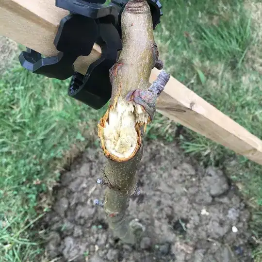 Pear tree snapped close up