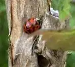 Ladybird beetle (or Ladybug)