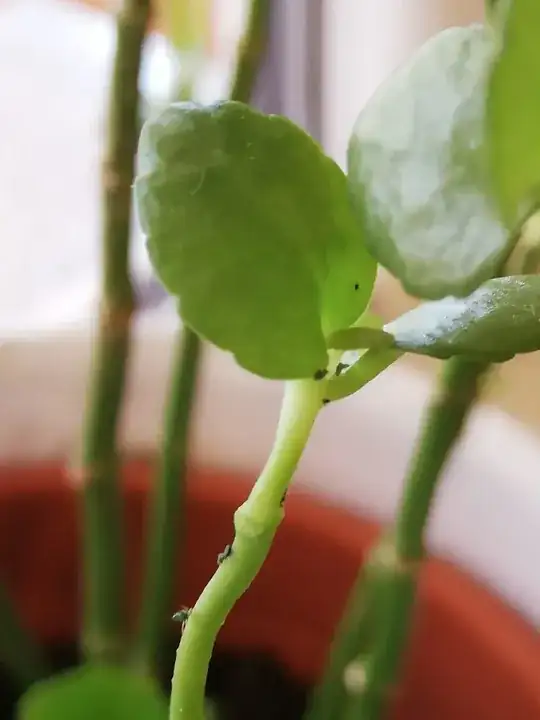 kalanchoe with unknown pest