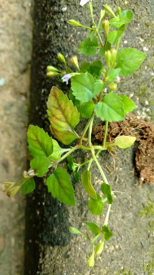 One small plant sample