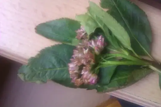 here are the flowers