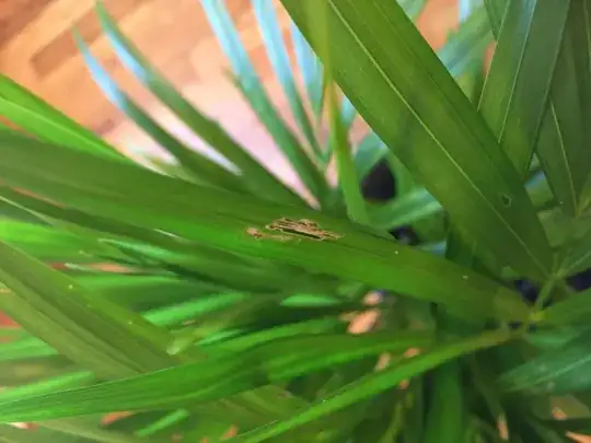 Leaf blight on areca palm