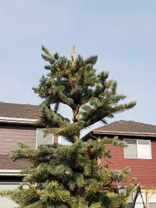 collection of sunflowers