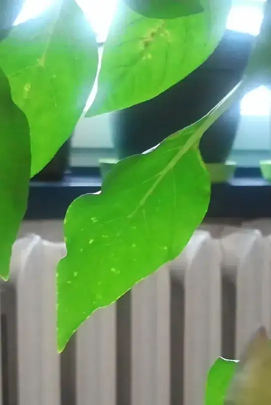 the brown and the transparent spots