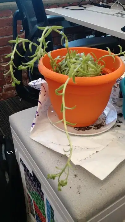 unidentified plant, some kind of succulent