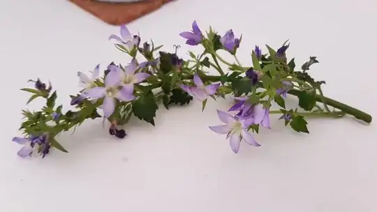 Figure 1: Avocado plant.