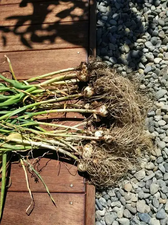 late garlic planting