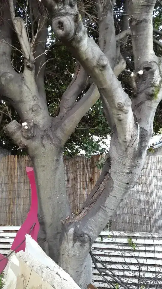 Trunks showing numerous scars from previous pruning and black sooty mould.  There is a large wound on the one trunk that almost looks flaky and rotten on the inside.  
