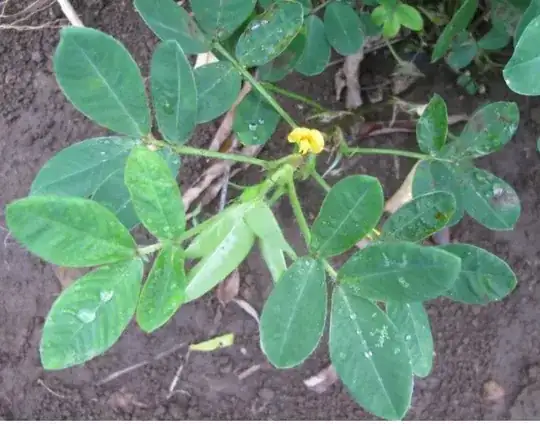 a closeup view of the mysterious slime mold with its dark brown, rodlike vertical clusters