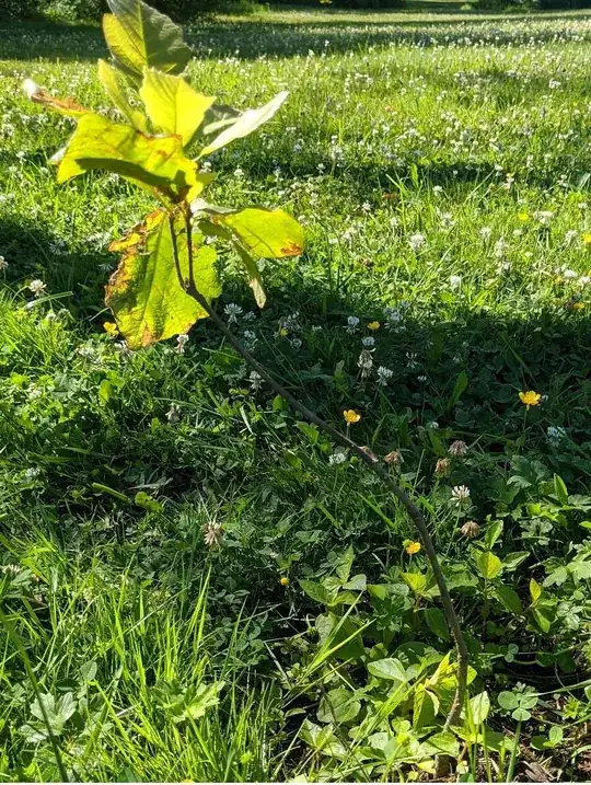 an oak sapling with a curve in the trunk