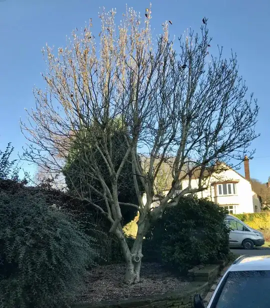 Monstera with brown scars on stems