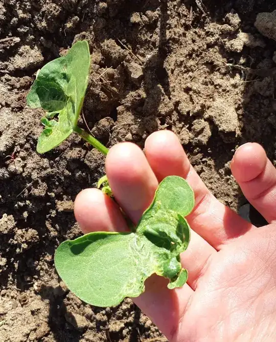 Bush bean misshapen leaf