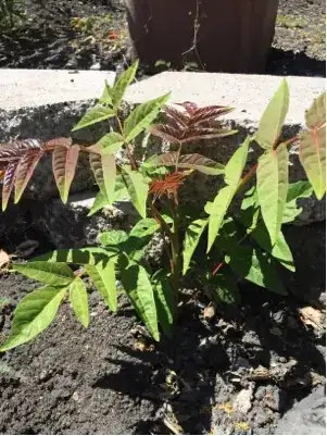A tiny plant (sucker) off from the chopped tree's root