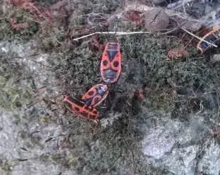 Healthy (?) Leaf closeup