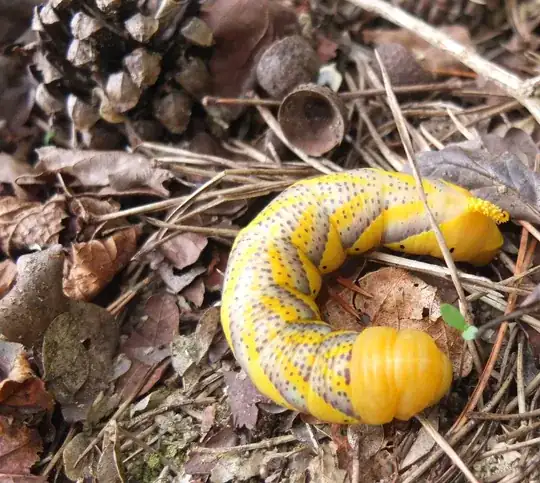 big caterpillar with grey triangular strips