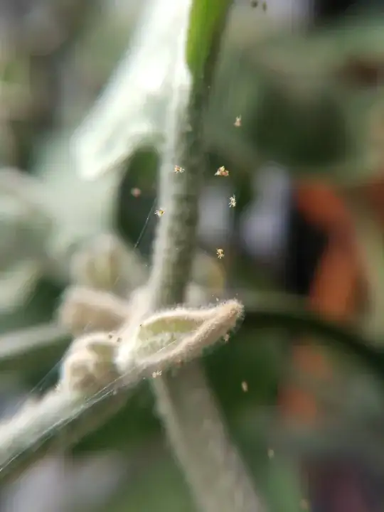 Spider mites