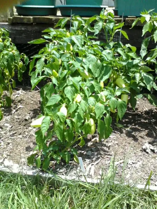 C.Annuum cultivar 'Gypsy'